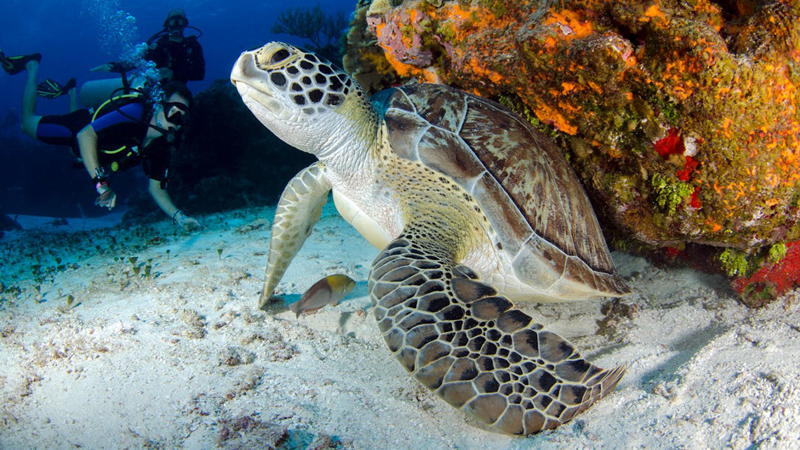 tortuga